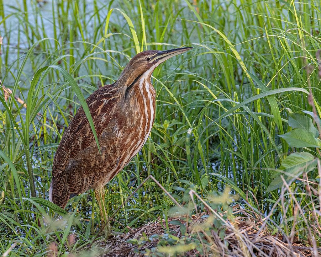 American Bittern by Andy Morffew is licensed under CC BY 2.0.
